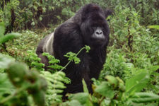 Uganda Rundreise Ein Gorilla unterwegs im Regenwald von Bwindi