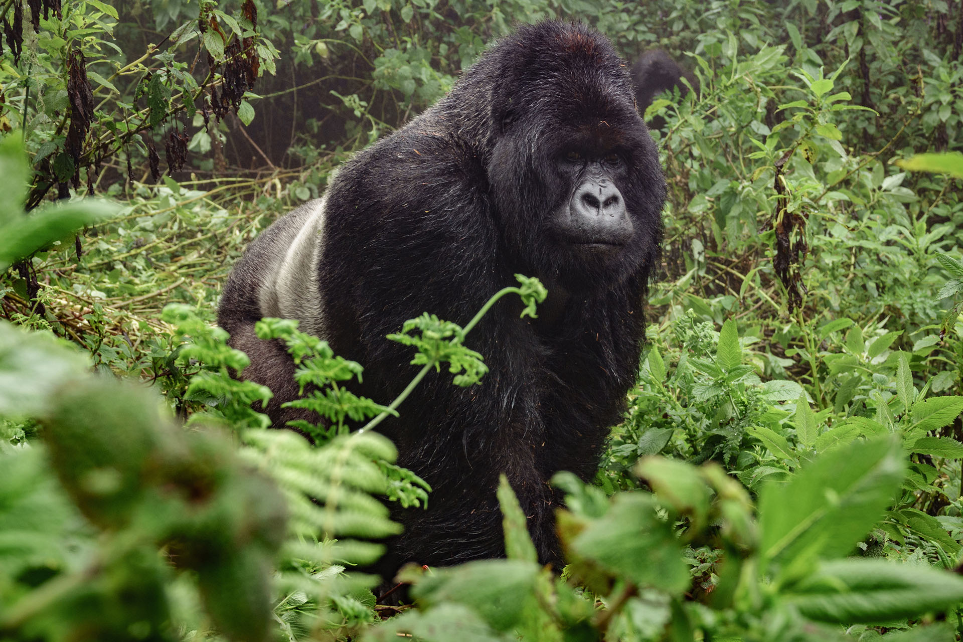 Afrika Safari beste Reisezeit, Reisetipps Uganda, Bwindi Impenetrable National Park Uganda, Rundreise UGANDA, individuelle Rundreise UGANDA, Mietwagenrundreise UGANDA, Reise UGANDA, erlebe UGANDA, Selbstfahrer UGANDA, Kleingruppenreise UGANDA, UGANDA auf eigene Faust, Gruppenreise UGANDA, Urlaub in UGANDA, Ferien in UGANDA, Familienreise UGANDA, Flitterwochen UGANDA, Hochzeitsreise UGANDA, Safari Uganda