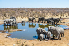Namibia Rundreise Elefanten-Herde trinkt am Wasserloch im Etosha Nationalpark