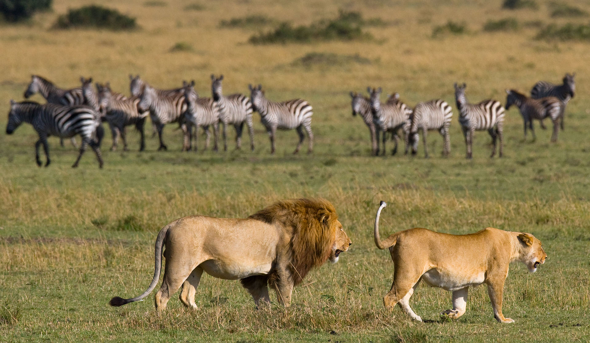Masai Mara Kenia, Kenia Rundreise, Big Five Safari