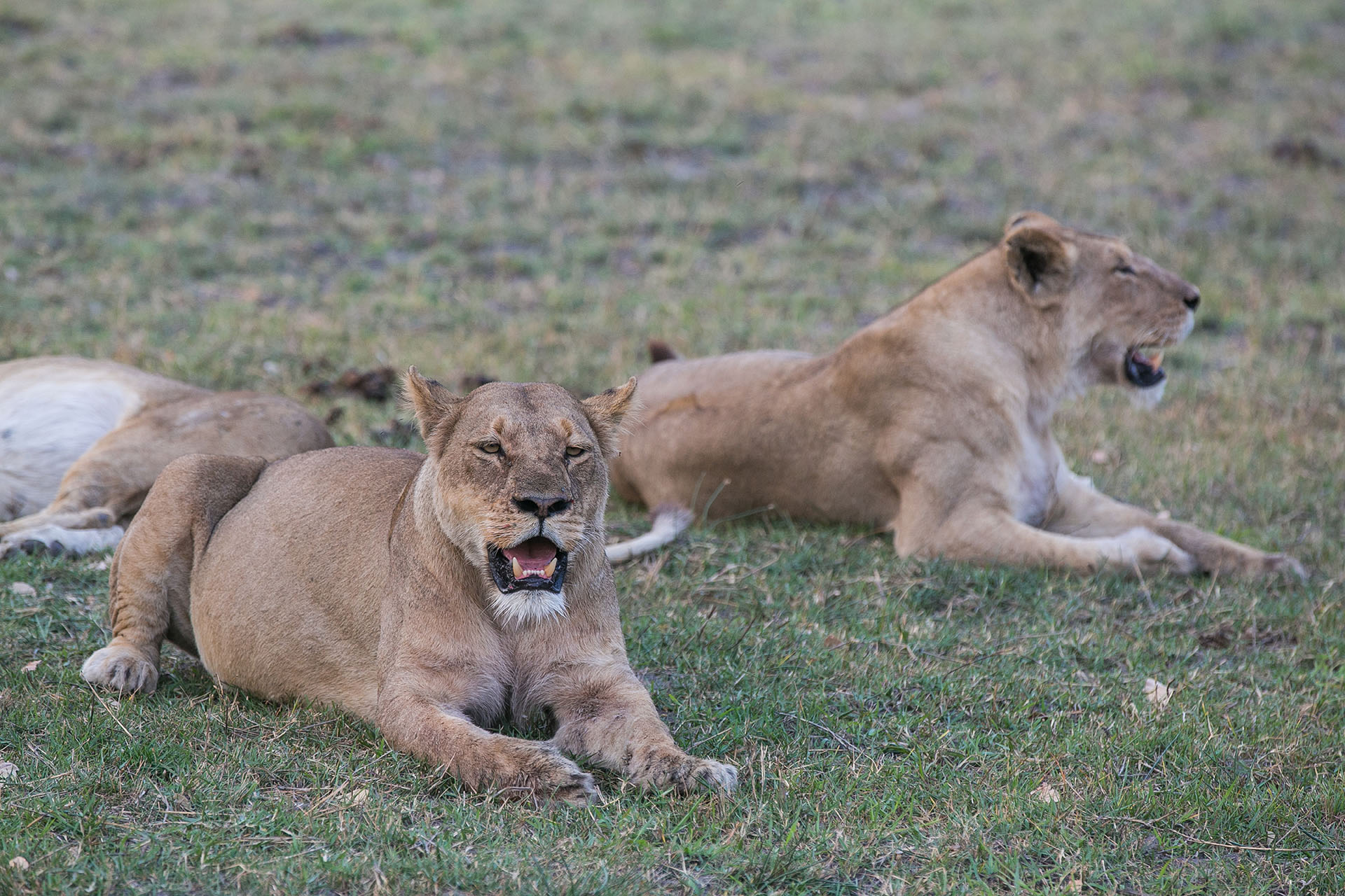 Moremi Wildlife Reserve Botswana, Big Five Safari