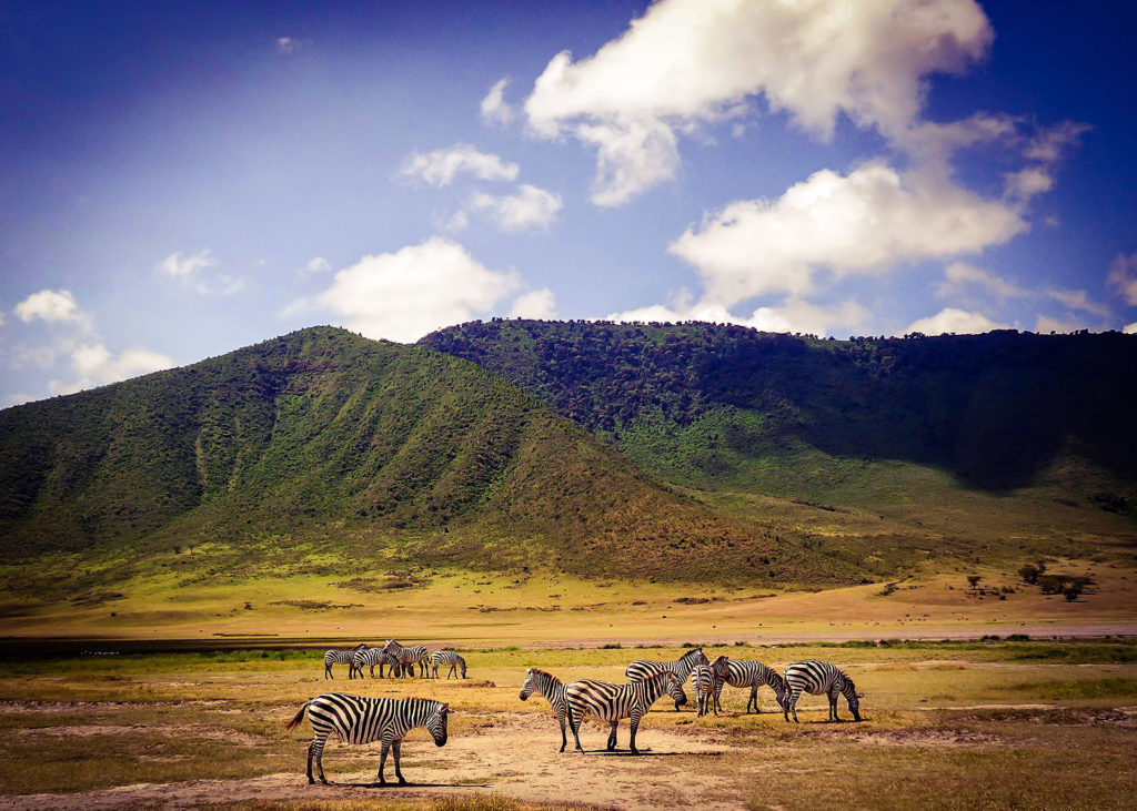 Tansania Rundreise Eine Zebra-Herde unterwegs in der Graslandschaft des NGORONGORO Kraters