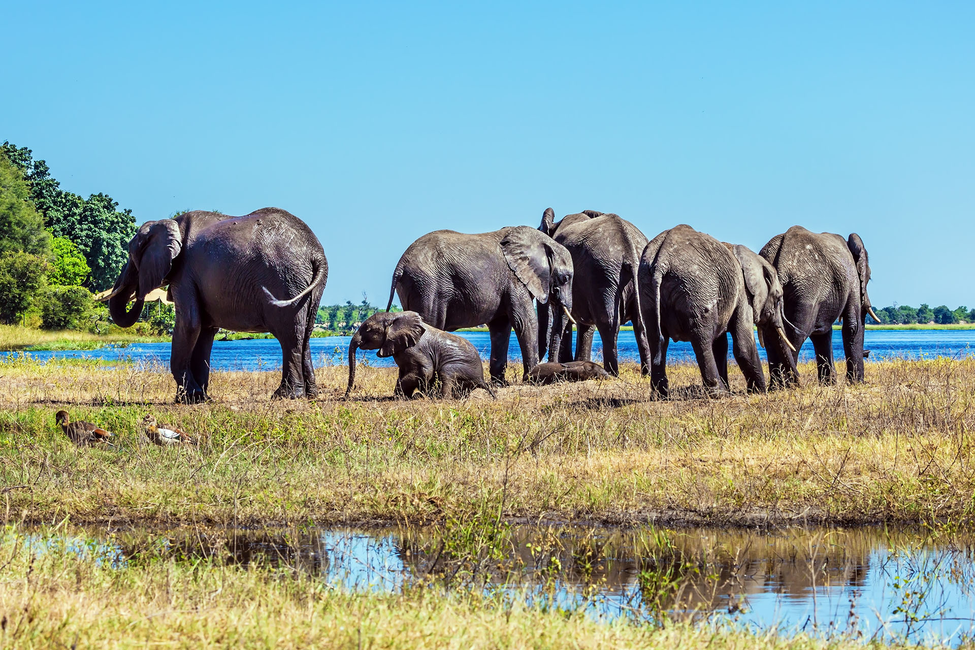 Safari mit Kindern, Okavango Delta Botswana, Botswana Rundreise, Rundreise BOTSWANA, individuelle Rundreise BOTSWANA, Mietwagenrundreise BOTSWANA, Reise BOTSWANA, erlebe BOTSWANA, Selbstfahrer BOTSWANA, Kleingruppenreise BOTSWANA, BOTSWANA auf eigene Faust, Gruppenreise BOTSWANA, Urlaub in BOTSWANA, Ferien in BOTSWANA, Familienreise BOTSWANA, Flitterwochen BOTSWANA, Hochzeitsreise BOTSWANA, Safari Botswana