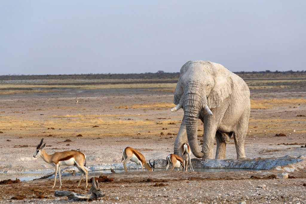 Savute Reserve Botswana, Botswana Top 10: