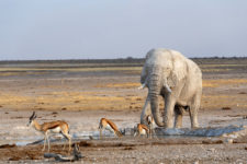 Botswana Rundreise Elefant trinkt Wasser im Savute Reserve