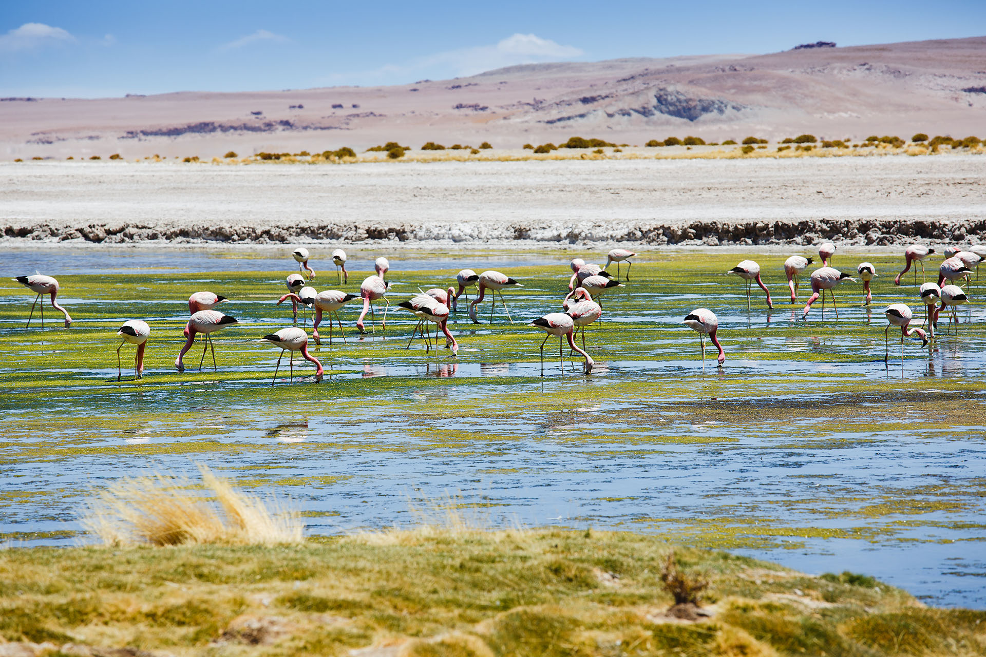 Atacama, Chile- und Argentinienreise, Mietwagenrundreise Argentinien & Chile, Rundreise ARGENTINIEN CHILE , individuelle Rundreise ARGENTINIEN CHILE , Mietwagenrundreise ARGENTINIEN CHILE , Reise ARGENTINIEN CHILE , erlebe ARGENTINIEN CHILE , Selbstfahrer ARGENTINIEN CHILE , Kleingruppenreise ARGENTINIEN CHILE , ARGENTINIEN CHILE auf eigene Faust, Gruppenreise ARGENTINIEN CHILE , Urlaub in ARGENTINIEN CHILE , Ferien in