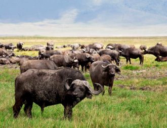 Büffelherde in der grünen Serengeti