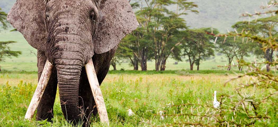 Auf einer Tansania Safari Reise im Ngorongoro Krater einem riesigen Elefanten begegnet
