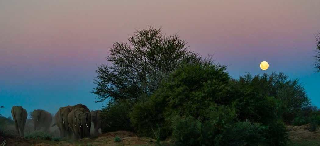Elefanten bei Vollmond im Tarangire Nationalpark während einer Tansania Safari Reisen