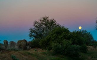 Elefanten bei Vollmond im Tarangire Nationalpark Elefanten bei Vollmond im Tarangire Nationalpark während einer Tansania Safari Reisen