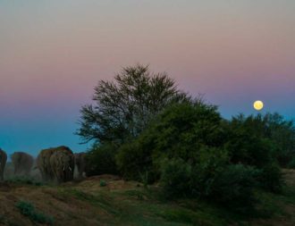 Elefanten bei Vollmond im Tarangire Nationalpark während einer Tansania Safari Reisen
