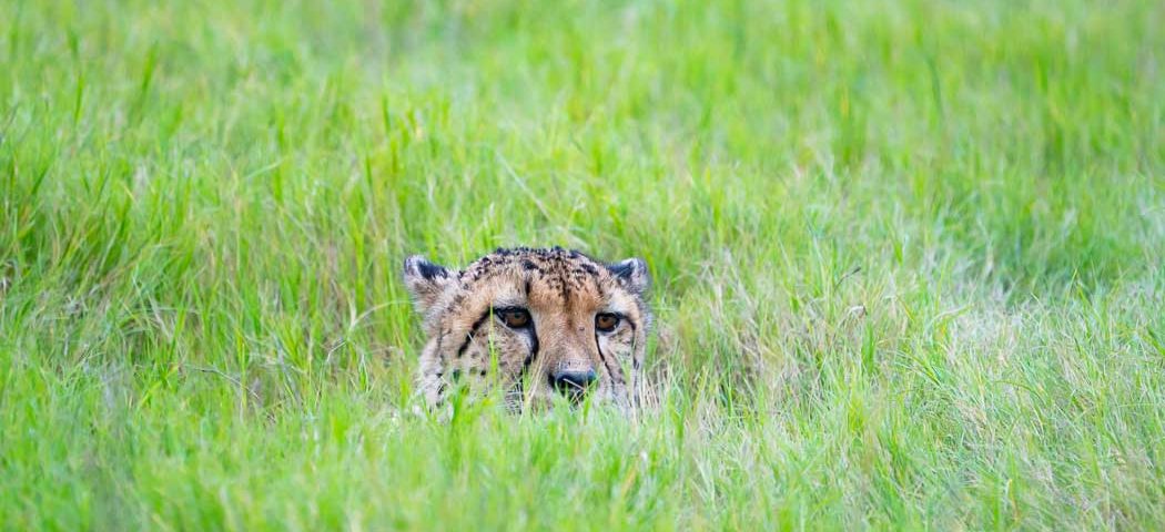 Versteckten Gepard im Gras der Serengeti bei einer Kenia Safari Reise entdeckt