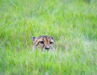 Versteckten Gepard im Gras der Serengeti bei einer Kenia Safari Reise entdeckt