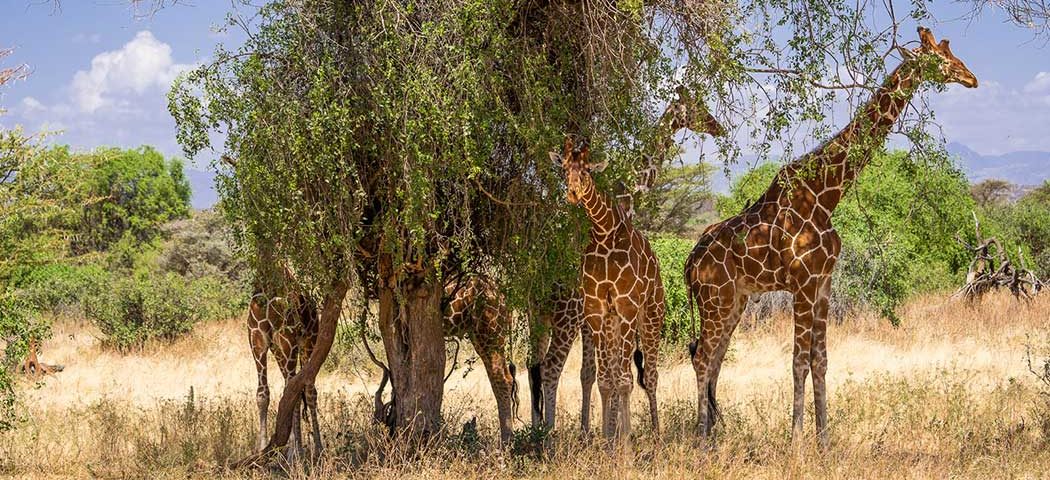 Giraffen stehen im Busch während einer Kenia Safari Rundreise