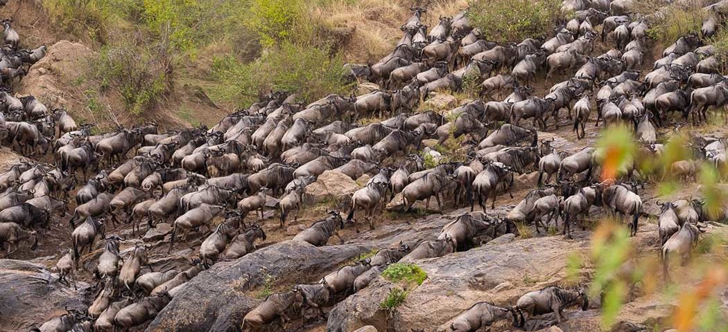 Masai Mara Flussüberquerung