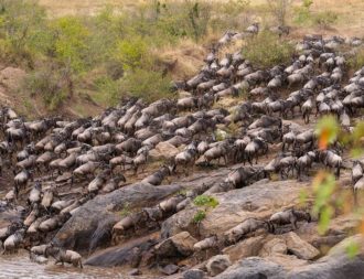 Masai Mara Flussüberquerung