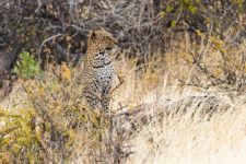 Leopard im Samburu National Reservat bei einer Kenia Safari