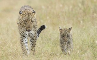 Leoparden Mama mit Sohn in der Serengeti