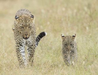 Leoparden Mama mit Sohn in der Serengeti