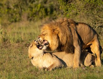 Löwe bei der Paarung im Mkomazi Nationalpark während einer Tansania Safari Reise