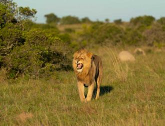 Löwe brüllt im Mkomazi Nationalpark auf Tansania Safari Reisen