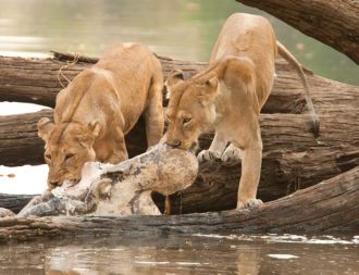 Auf einer Tansania Safari Rundreise zwei Löwen im Ruaha Nationalpark entdeckt die ein totes Nilpferd fressen