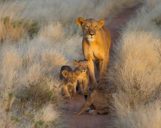 Löwin mit Babys im Samburu National Reserve Eine junge Löwenfamilie im Samburu Nationalpark auf einer Kenia Safari Reise begegnet