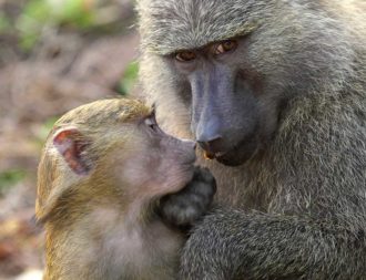 Mutter und Baby Affe im Gombe Nationalpark bei einer Tansania Safari Reise