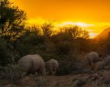 Nashörner laufen in den Sonnenuntergang im Sanbona Game Reserve Nashörner laufen Richtung Sonnenuntergang