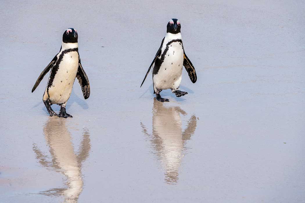 Pinguine kommen aus dem Wasser bei Boulders Beach und spiegeln sich im Sand Südafrika