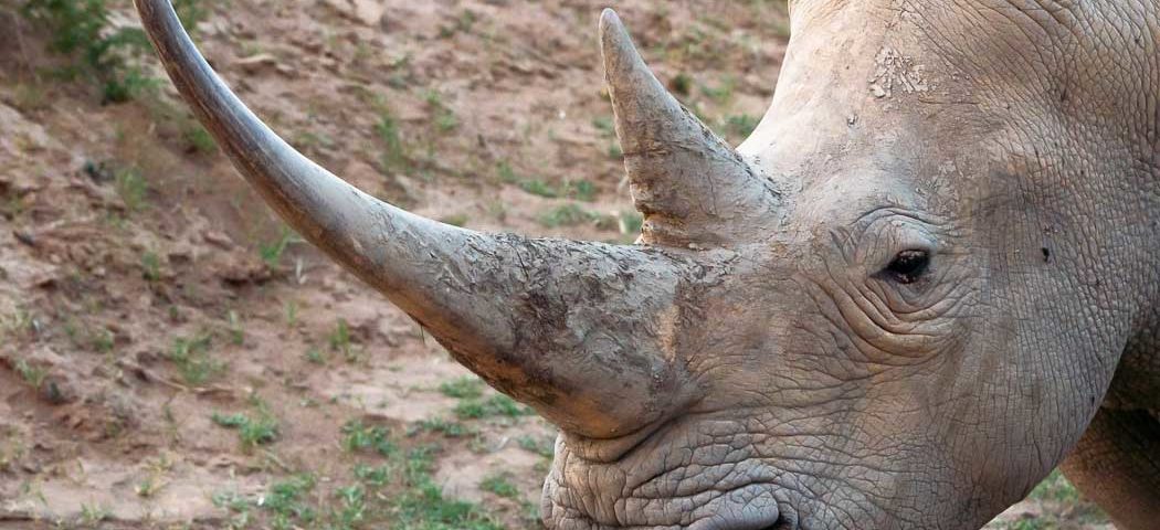 Portrait eines Breitmaulnashorns in der Serengeti auf einer Tansania Safari Reise