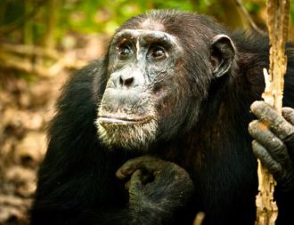 Schimpansen im Mahale Mountains Nationalpark auf einer Tansania Safari Reise entdeckt