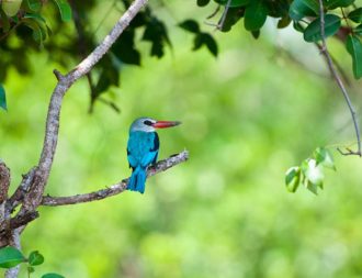 Vogelbeobachtungen bei einer Tansania Safari Reise im Saadani Nationalpark