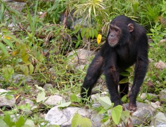 Auf einer Tansania Safaritour Shimpanse im Mahale Mountains Nationalpark gesichtet
