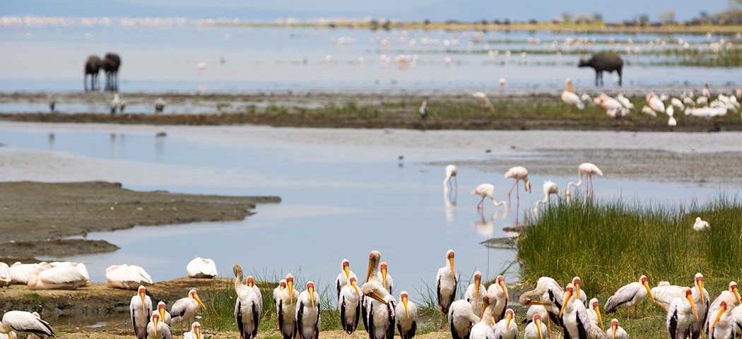 Störche und Pelikane im Manyara Nationalpark während einer Tansania Safari Reise