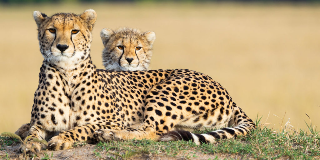 Kenia oder Tansania Nationalparks, Strände & Kosten für Safariurlaub