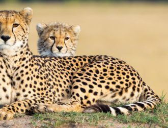 Geparden in der Masai Mara