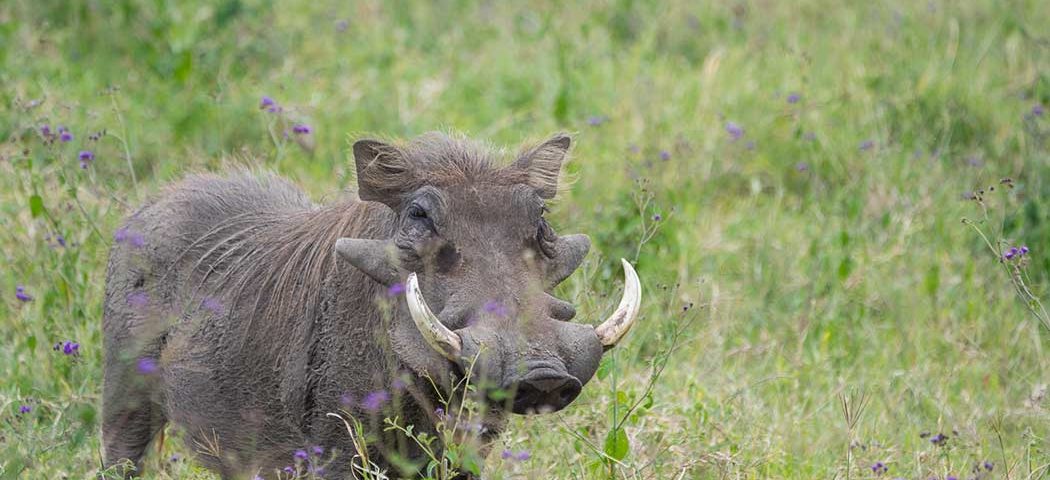 Warzenschwein im Sweetwaters Game Reserve
