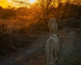 Weisse Löwen laufen in den Sonnenaufgang im Sanbona Game Reserve Zwei weisse Löwen laufen während einer Südafrika Safari Reise in den Sonnenaufgang