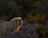 Weisser Löwe in der Morgensonne im Sanbona Game Reserve Ein weisser Löwe streift durch die Grässer des Sanbona Game Reserves mit der Sonne im Gesicht
