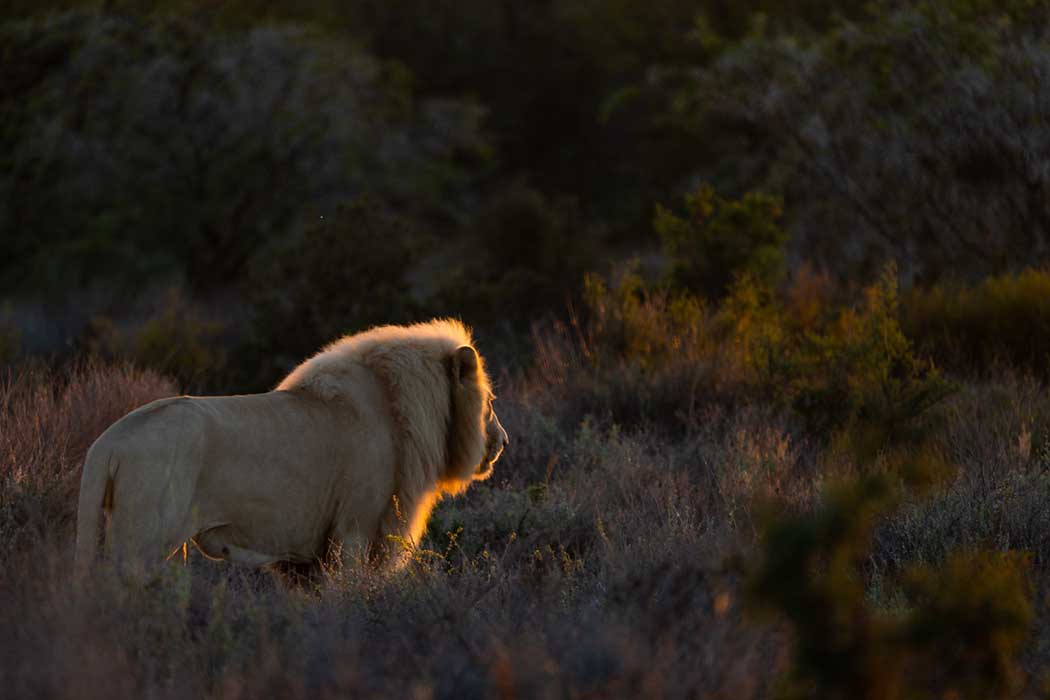 Ein weisser Löwe streift durch die Grässer des Sanbona Game Reserves mit der Sonne im Gesicht
