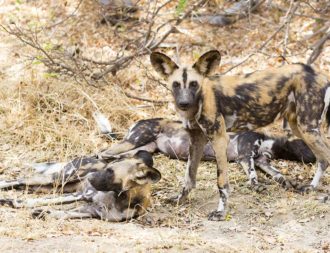 Wildhunde im Selous Game Reserve Wildhunde