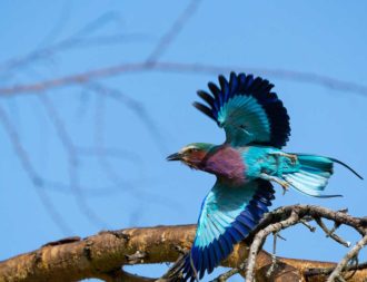 Ein wunderschöner Gabelracke während einer Safari Reise in Kenia
