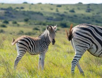 Auf einer Tansania Safari Reise ein Zebra Junges mit Mutter im Tarangire Nationalpark getroffen