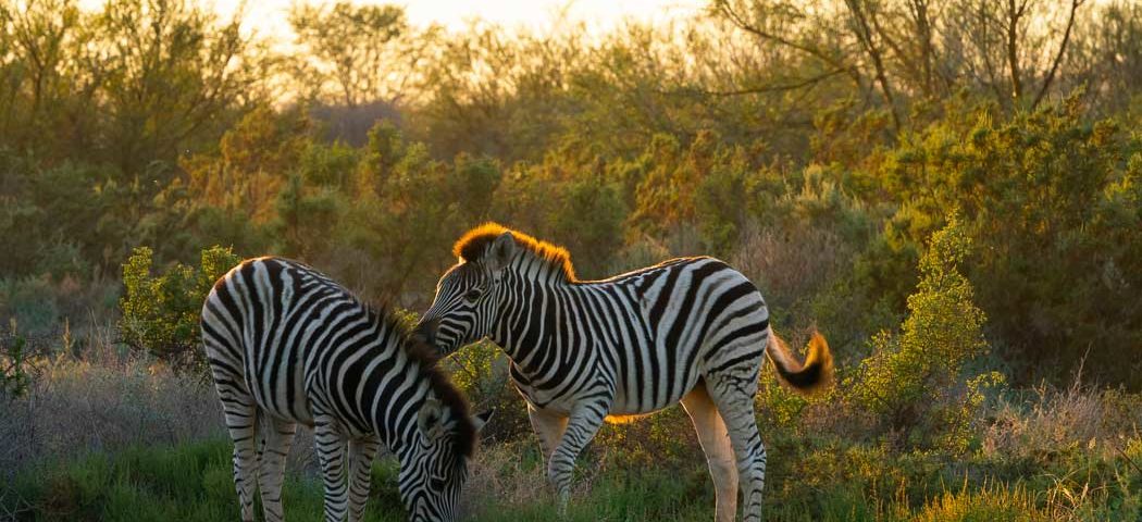 Zwei kleine Zebras spielen im Arusha Nationalpark während einer Tansania Safari Reisen
