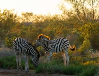 Zwei kleine Zebras spielen im Arusha Nationalpark während einer Tansania Safari Reisen