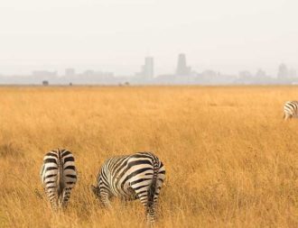 Kenia Safari Reise Zebra Herde vor Nairobi
