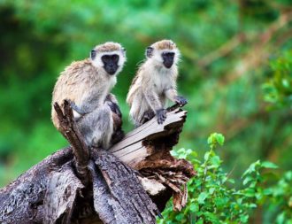 Auf Tansania Safari Reisen Affen im Manyara Nationalpark sehen