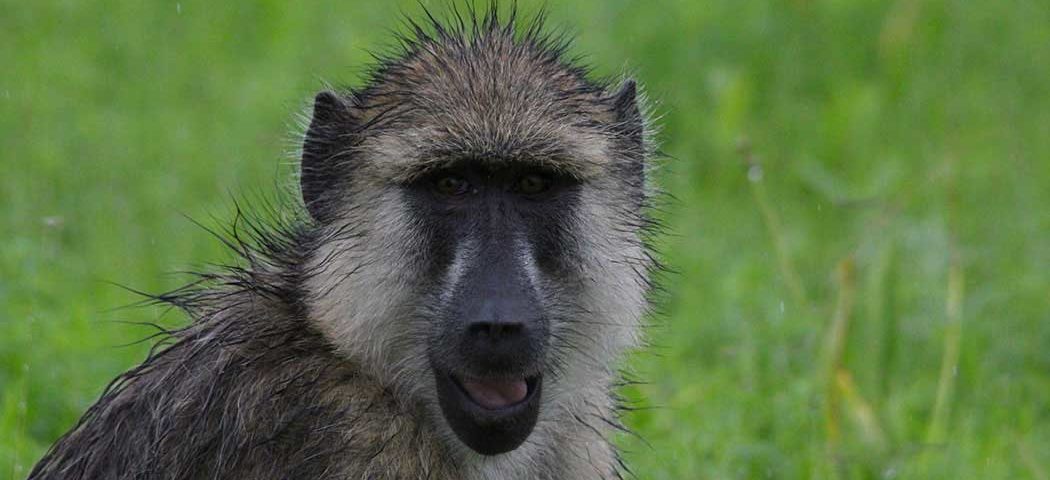 Affen auf einer Tansania Safari Reise im Mikumi Nationalpark