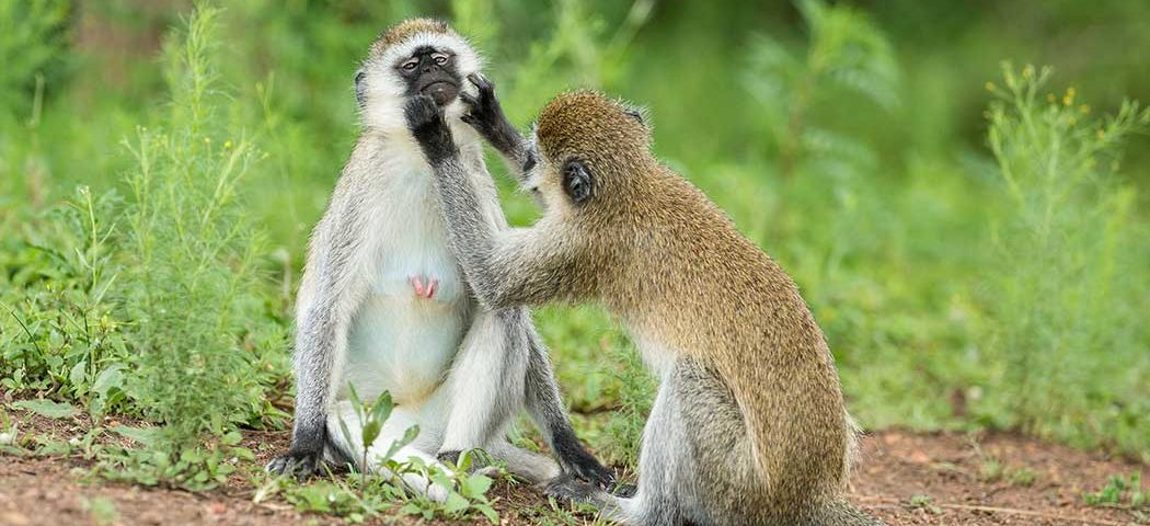 Affen beim putzen im Lake Mburo Nationalpark beobachtet